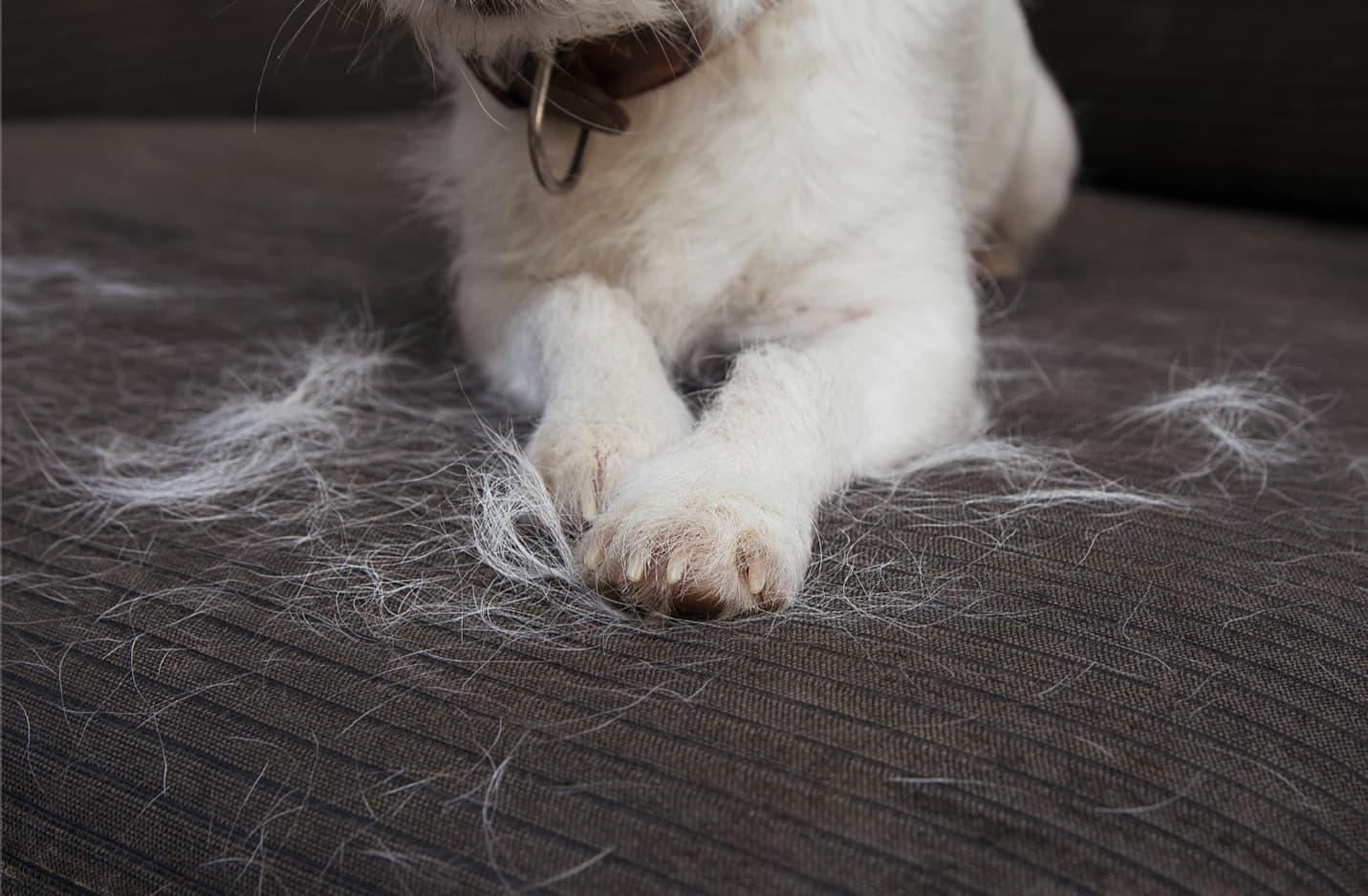 How to Eliminate Pet Hair in Your Home | Swipe N Clean ✨