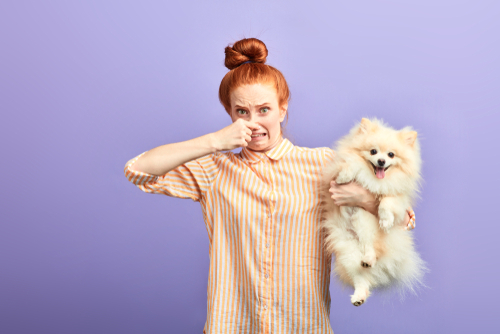 How do I make my house smell good with pets