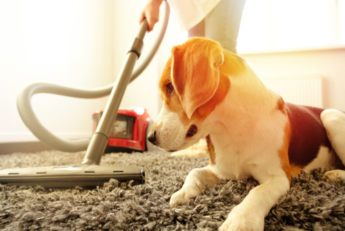 Tips for Cleaning up After Pets | 🥇 Maid Service Bayswater, NY