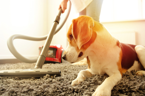 How often should you dust if you have pets