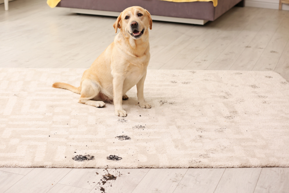 How to keep your house clean with a puppy