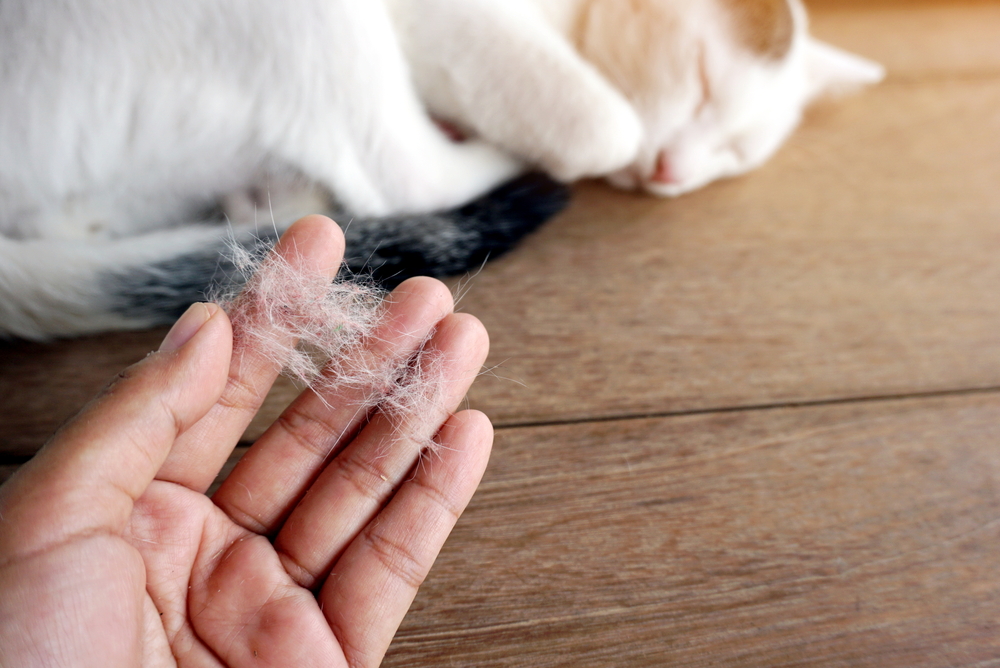 Eliminating Cat Hair | 🥇 Bayswater House Cleaning