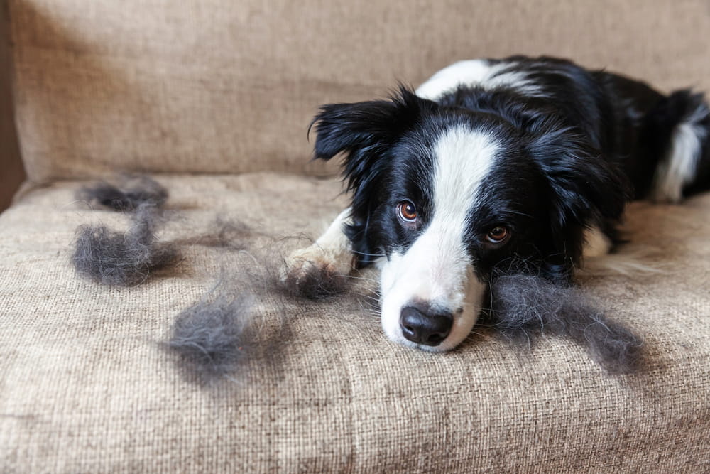 Which company offers the best house cleaning service in Bayswater, NY