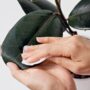 Easy Houseplant Cleaning Guide