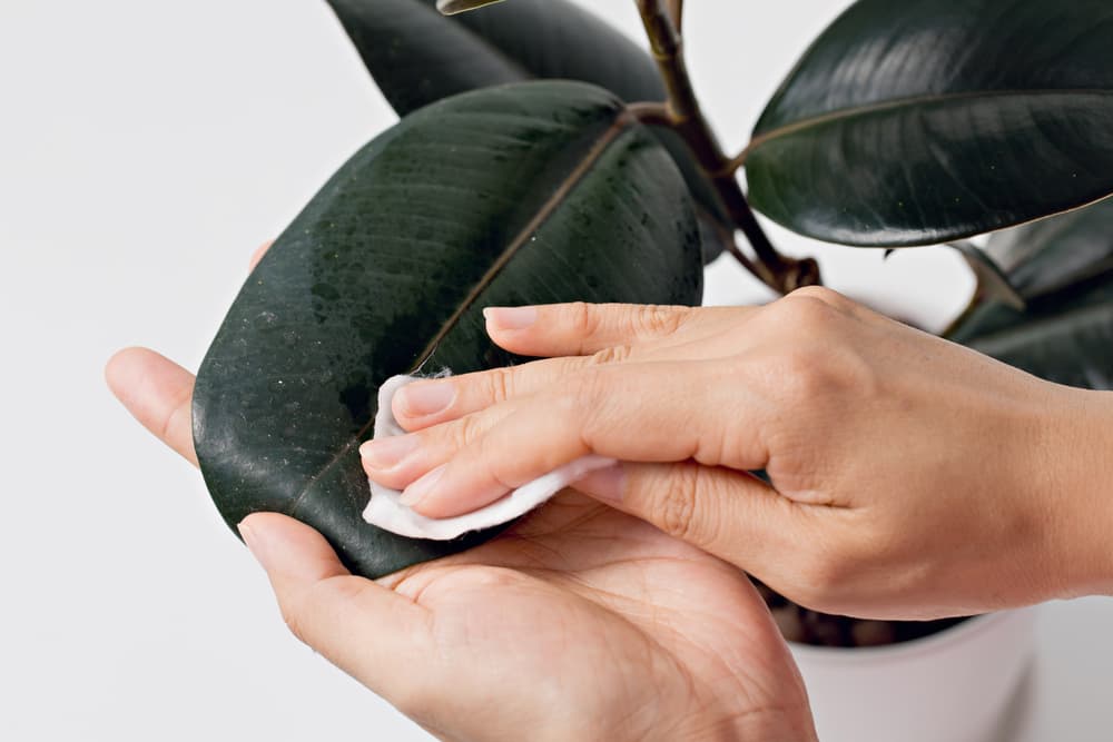 Easy Houseplant Cleaning Guide